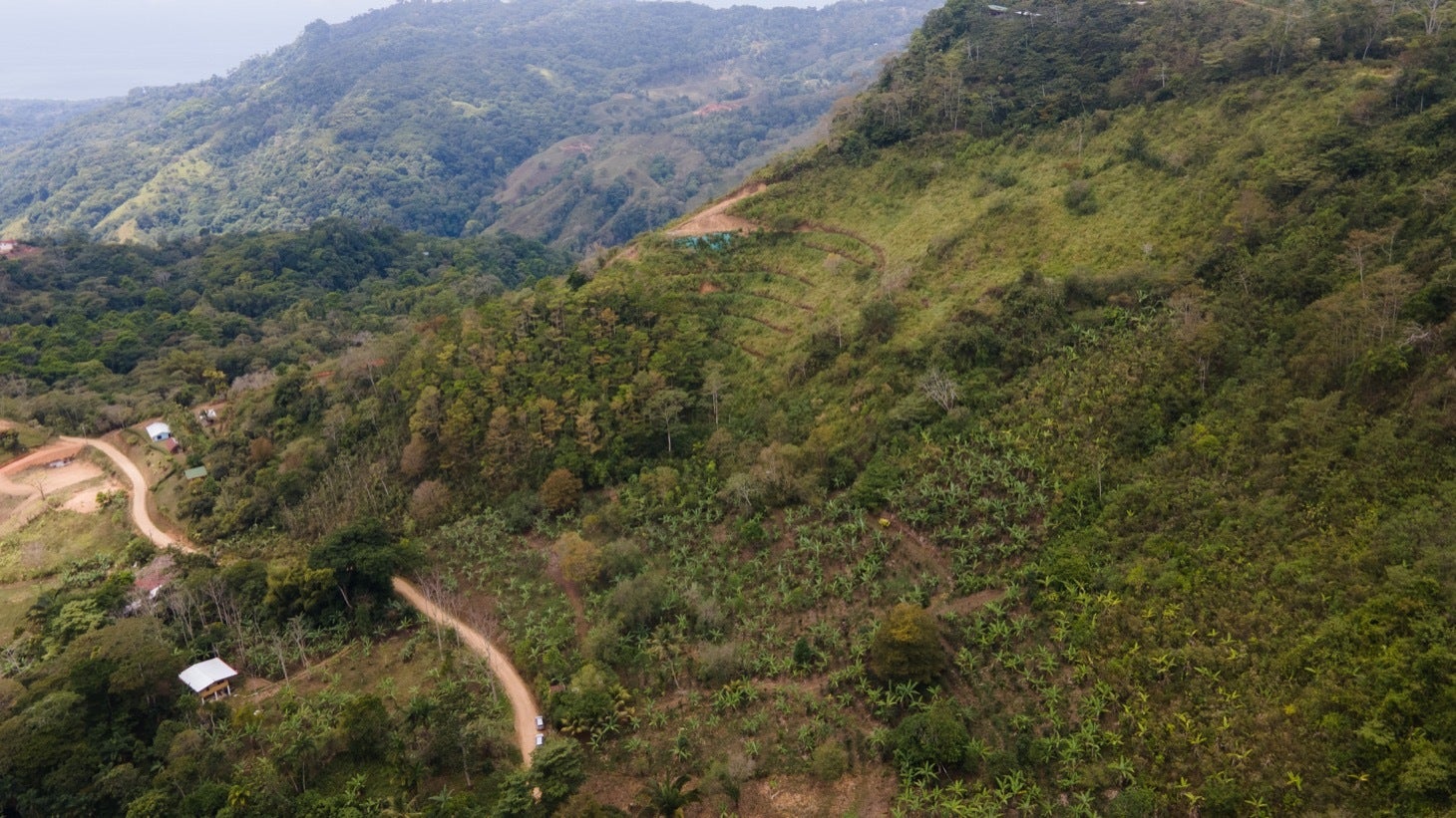 Large Productive Coffee Farm Near Uvita — photo 14 of 17