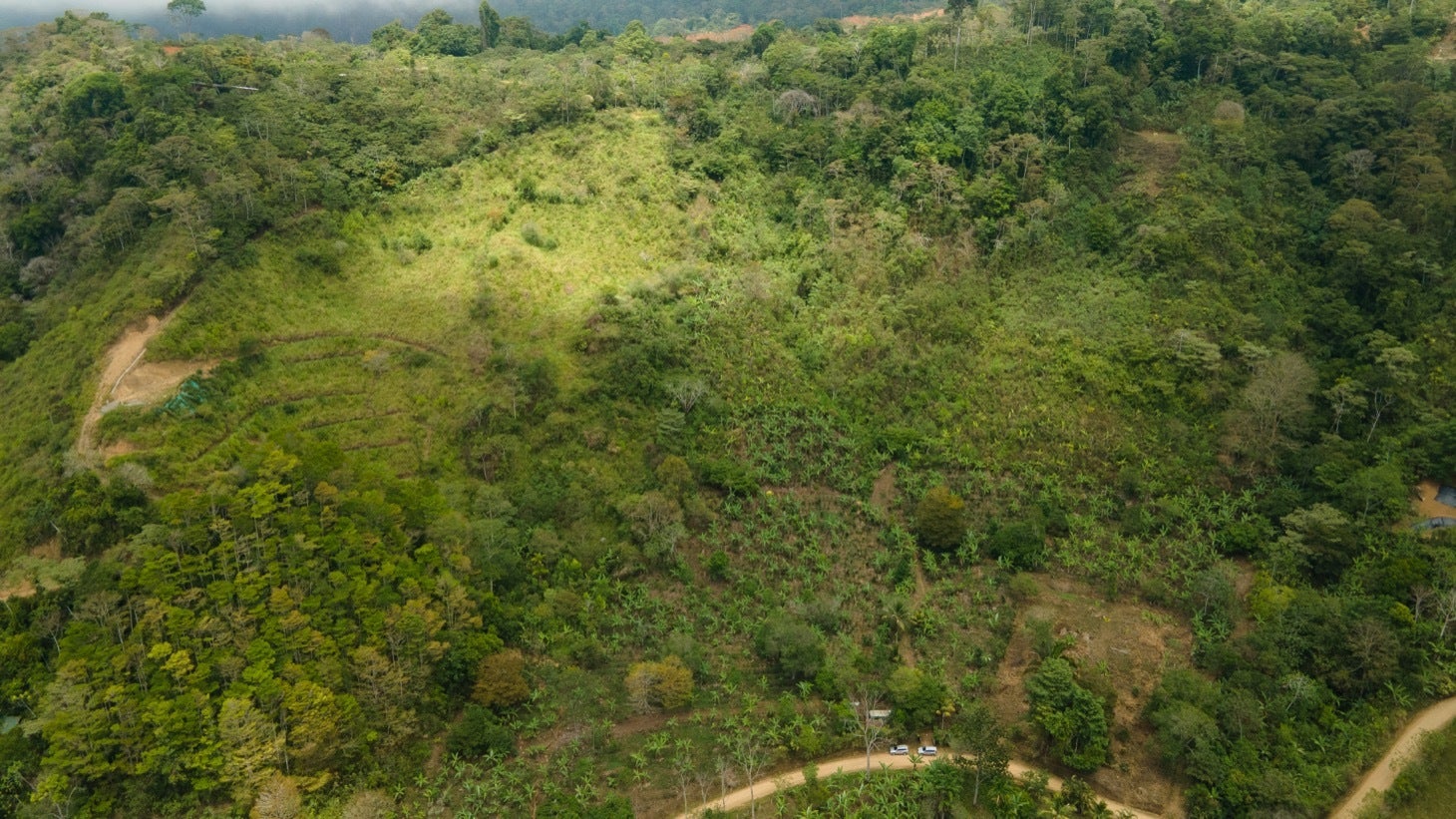 Large Productive Coffee Farm Near Uvita — photo 15 of 17