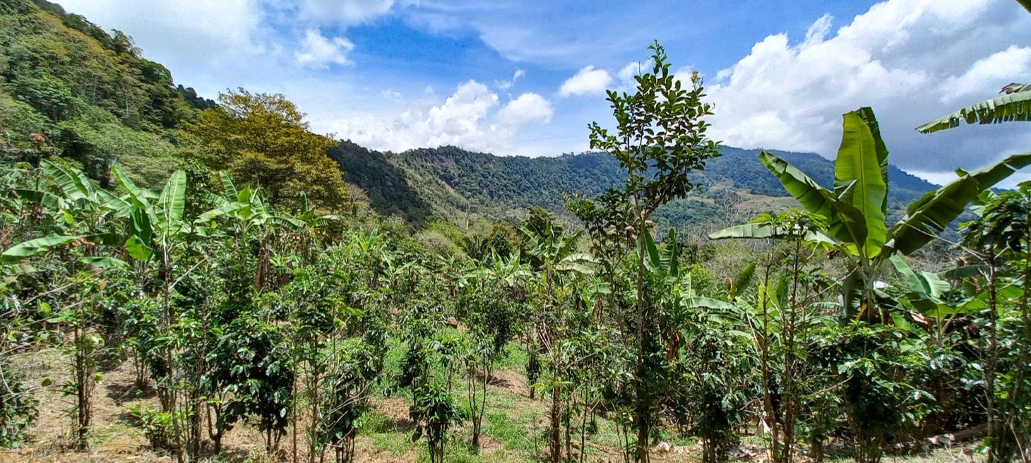 Large Productive Coffee Farm Near Uvita — photo 16 of 17