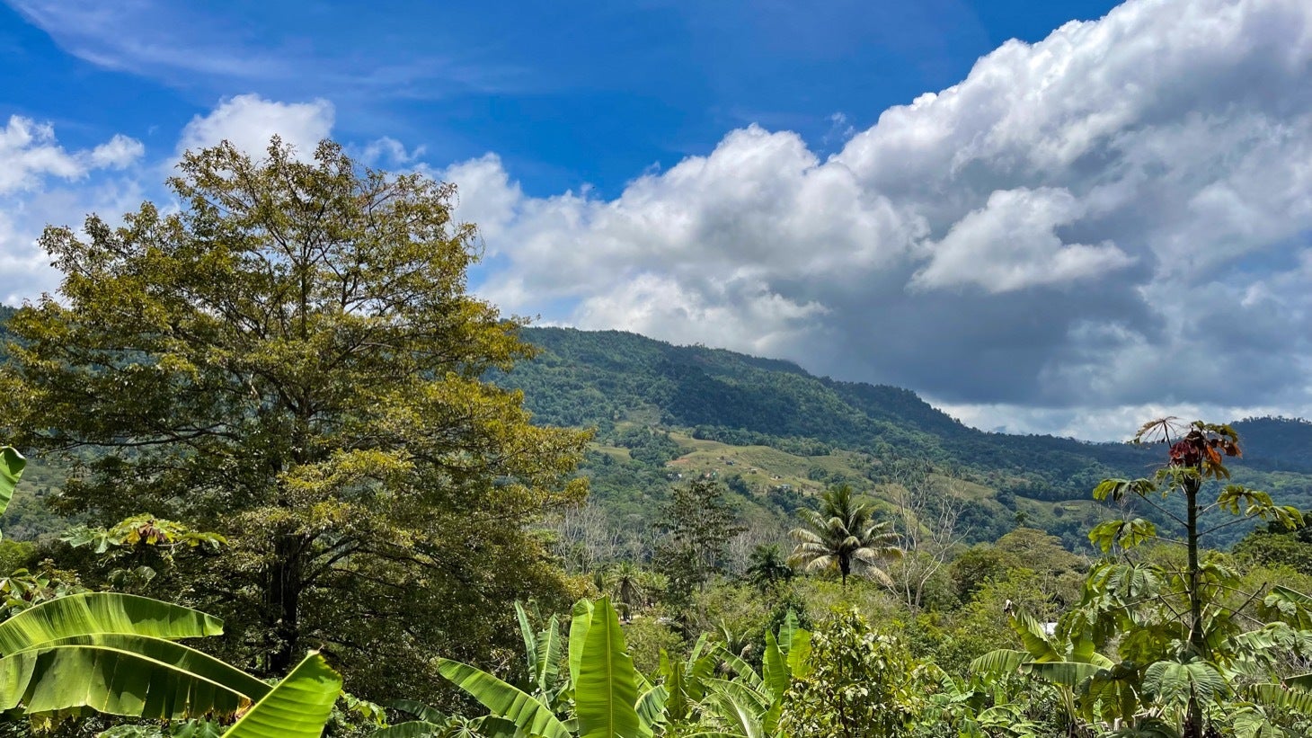 Large Productive Coffee Farm Near Uvita — photo 17 of 17