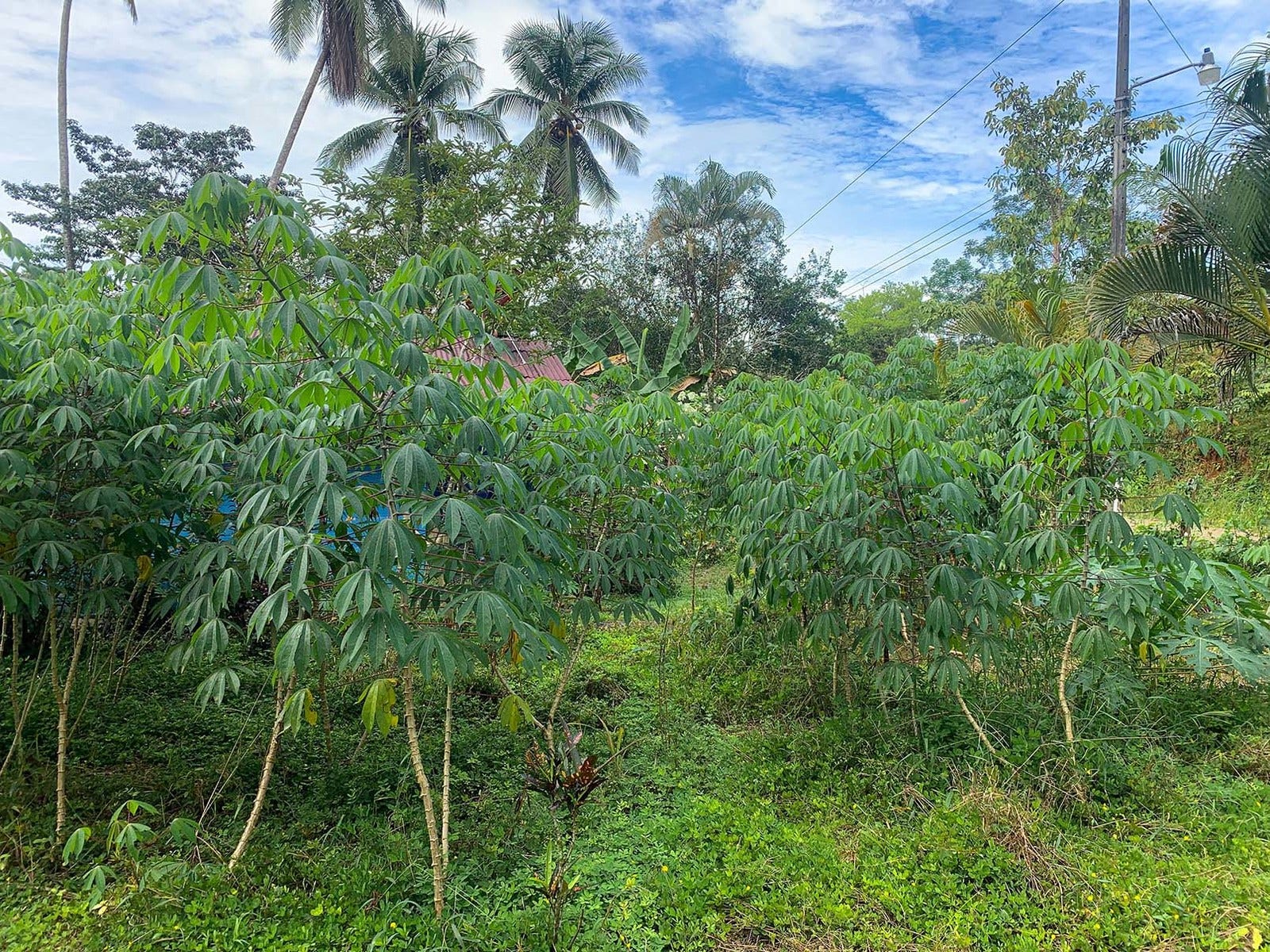 View Farm on River in Chontales — photo 10 of 13