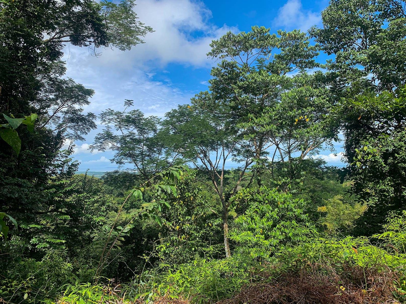 View Farm on River in Chontales — photo 13 of 13