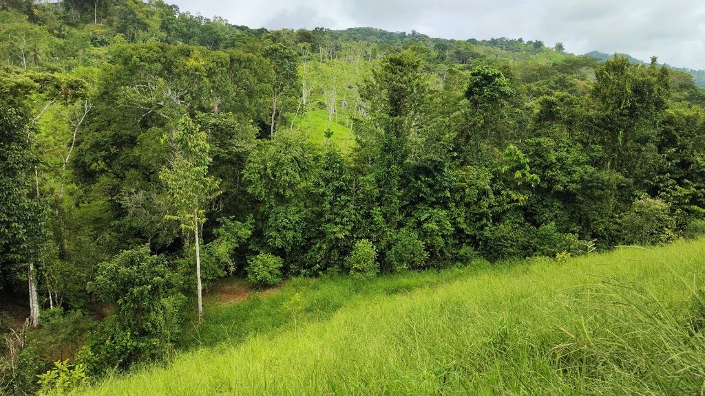 Beautiful Mountain View 8 acre Property — photo 19 of 19