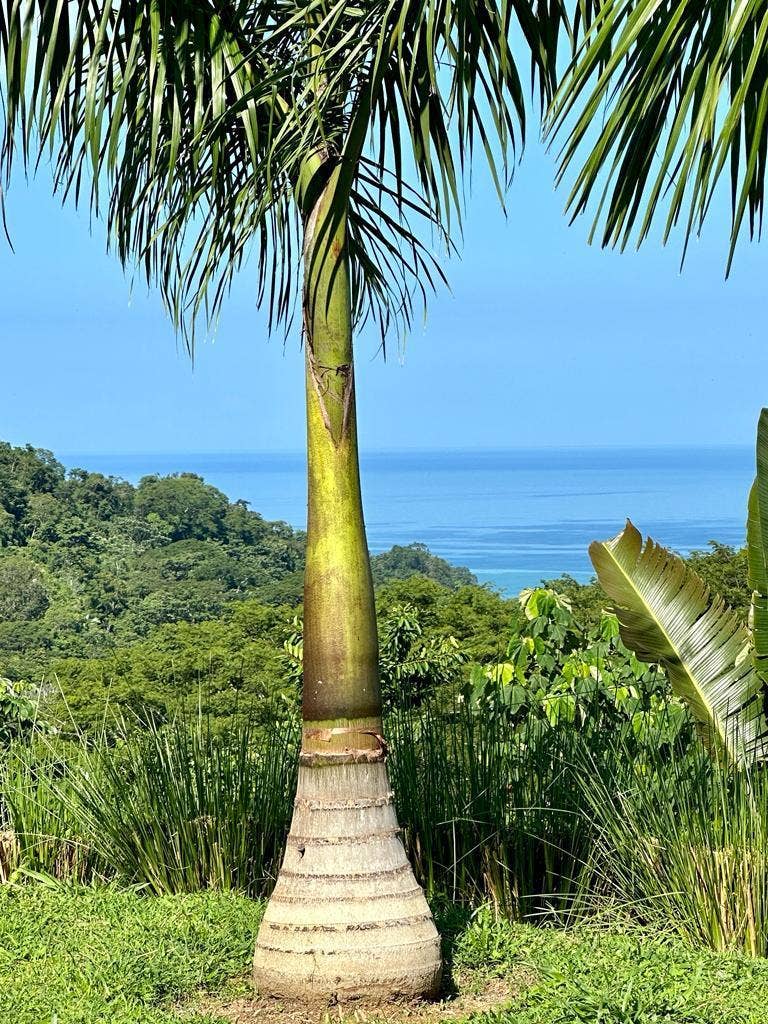 Ocean View Lot in Brisas del Cabo , San Isidro, Brisas Del Cabo, San Isidro, Santa Teresa, Cobano, Puntarenas, Puntarenas, Costa Rica 60111 Ocean View Lot in Brisas del Cabo , San Isidro, Brisas Del Cabo, San Isidro, Santa Teresa, Cobano, Puntarenas, Puntarenas, Costa Rica 60111