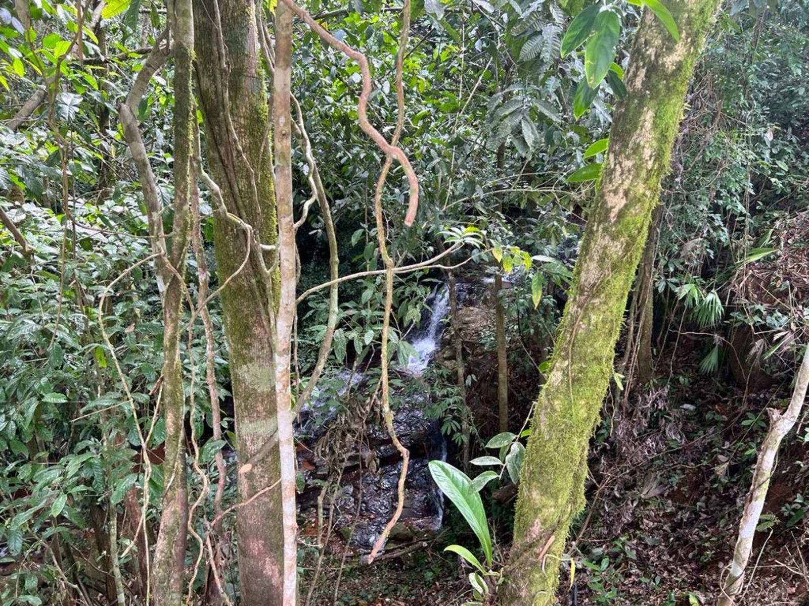Multipurpose Farm with Accessible Waterfalls — foto 7 de 11