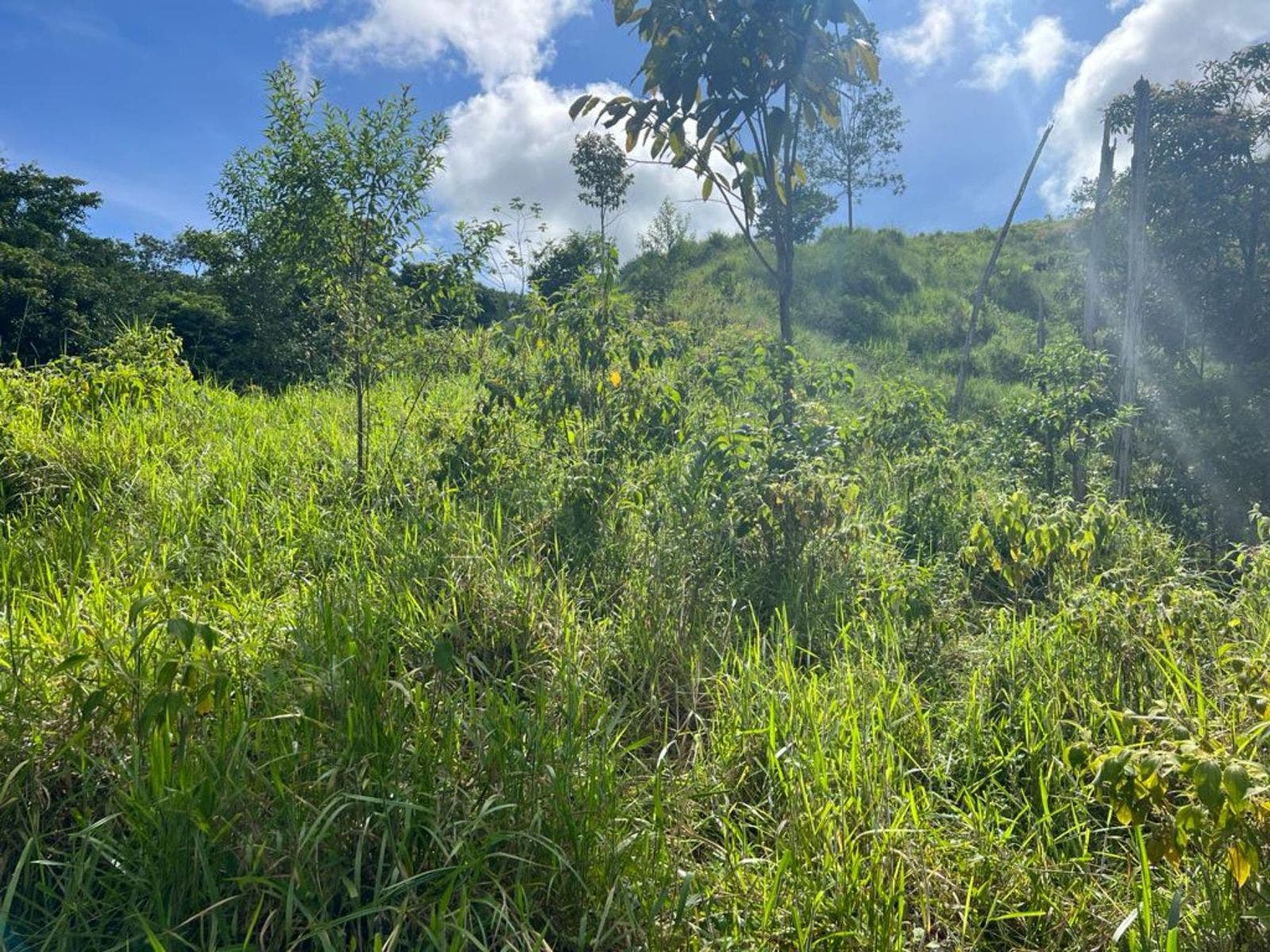 Multipurpose Farm with Accessible Waterfalls — foto 10 de 11