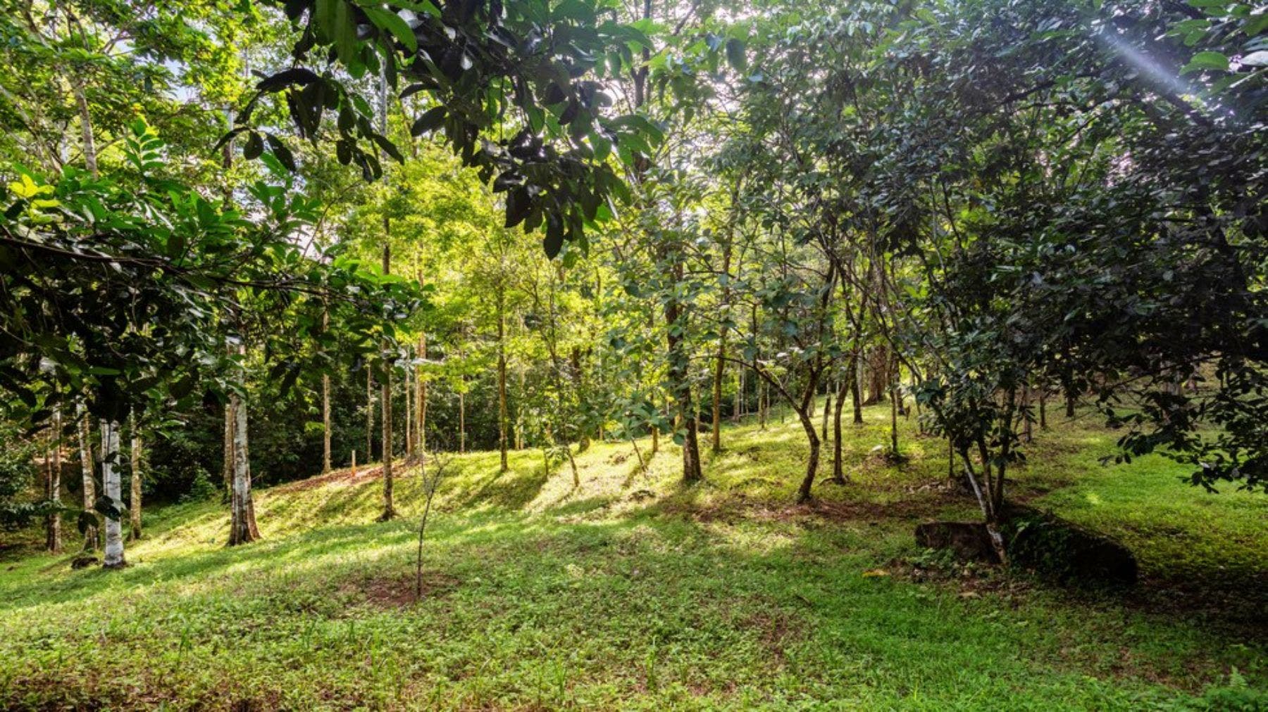 Nature Beauty in the Heart of Uvita, Uvita, Dominical, Bahia Ballena, Osa, Puntarenas, Costa Rica 60504 — photo 3 of 5