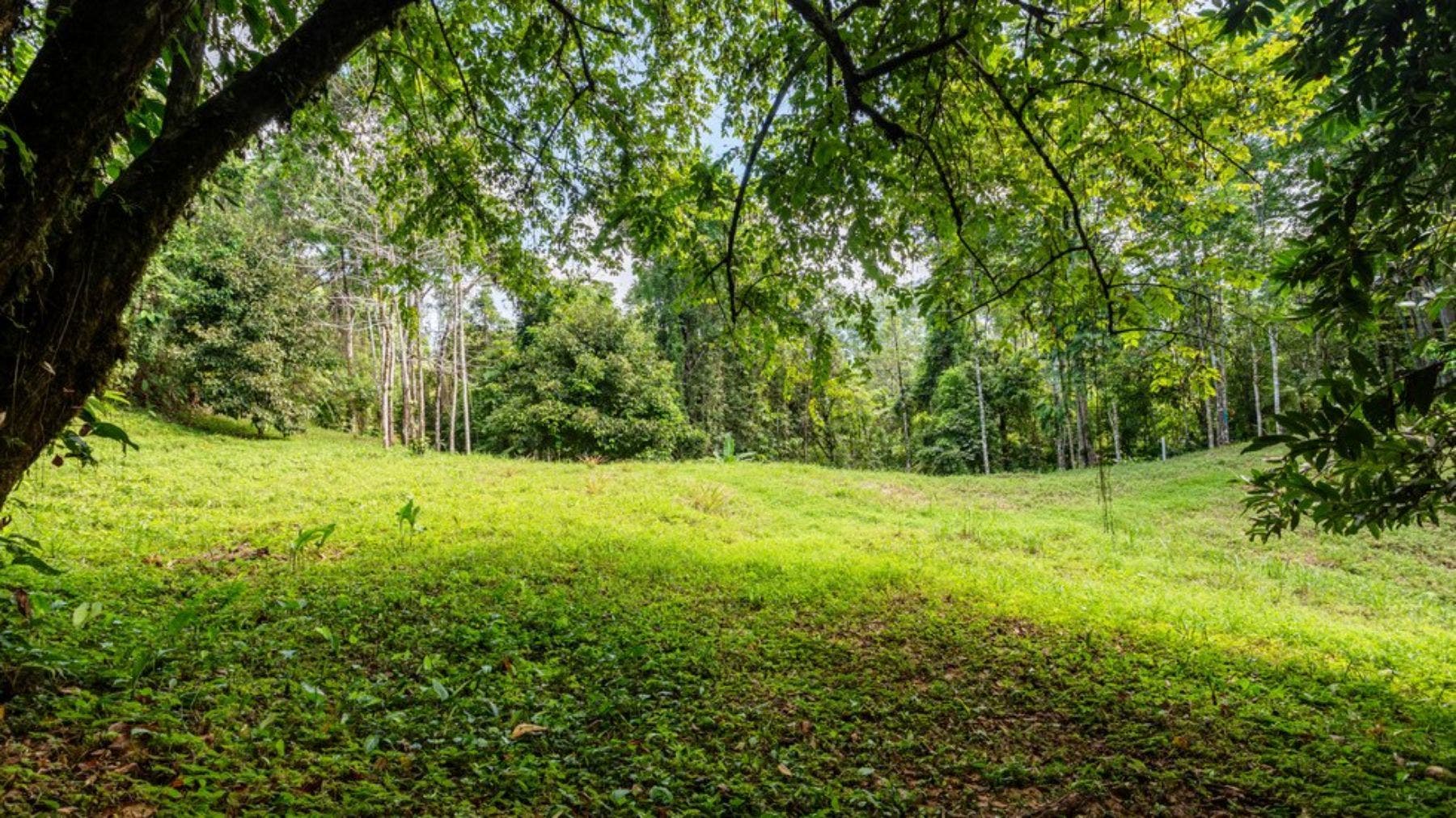 Nature Beauty in the Heart of Uvita, Uvita, Dominical, Bahia Ballena, Osa, Puntarenas, Costa Rica 60504 — photo 4 of 5