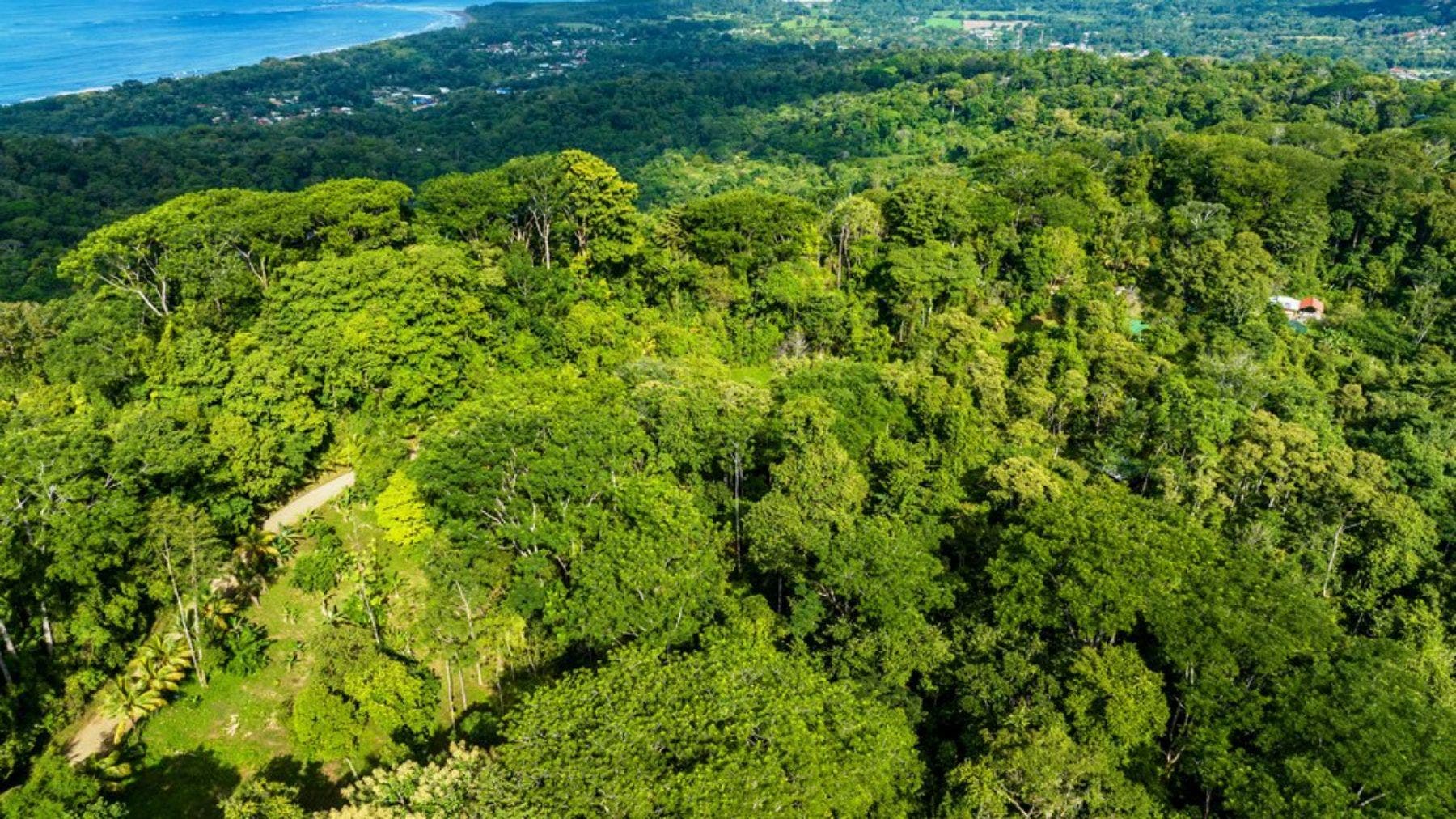 Nature Beauty in the Heart of Uvita — photo 7 of 9