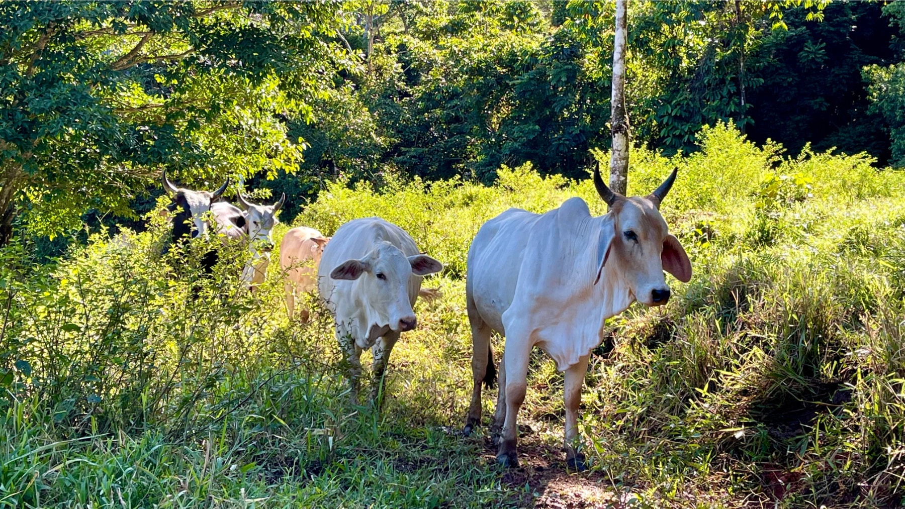 Multipurpose Farm in San Josesito — photo 16 of 18