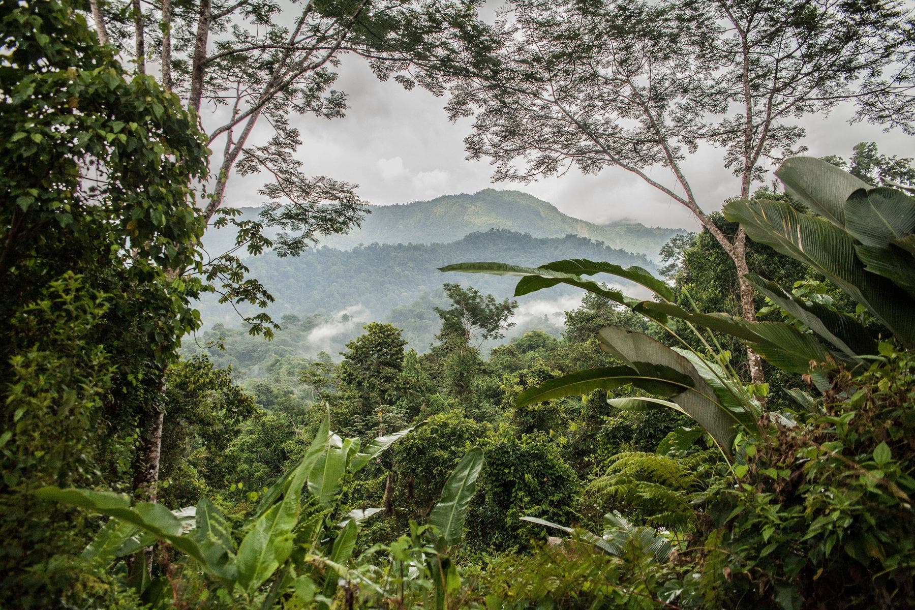 Finca Bellavista Osa, Costa Rica — photo 7 of 19