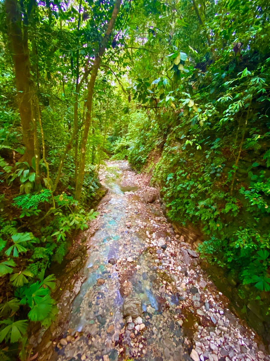 Finca Bellavista Osa, Costa Rica — photo 13 of 19