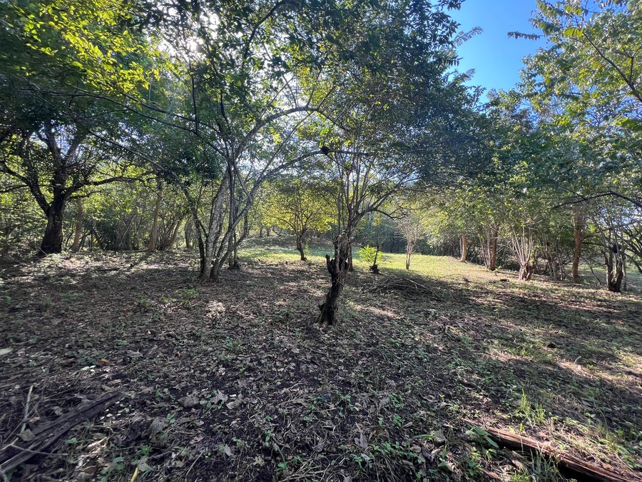 Property photo for Private lot surrounded by Nature, Manzanillo, Manzanillo, Santa Teresa, Cobano, Puntarenas, Puntarenas, Costa Rica