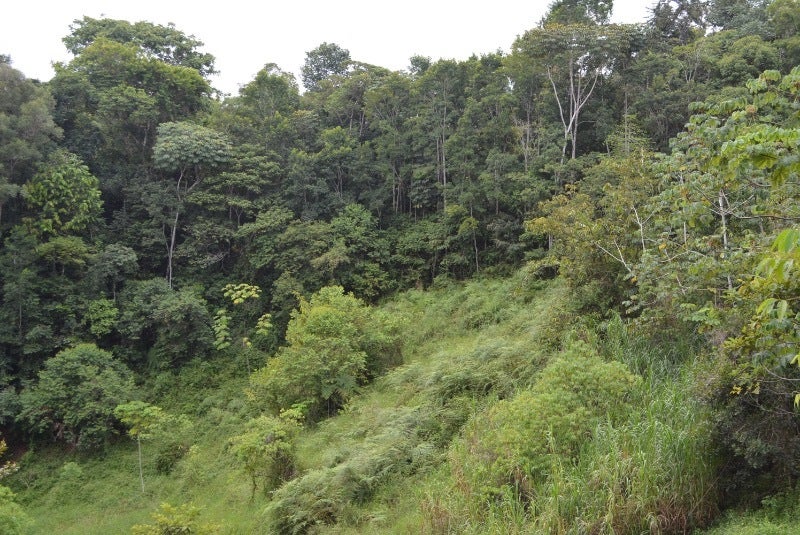 Forested Land in Southern Zone — photo 2 of 19