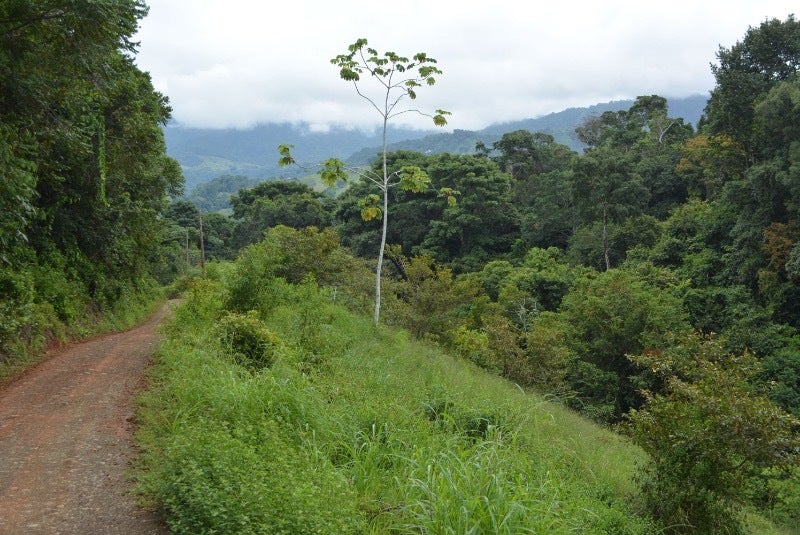 Forested Land in Southern Zone — photo 3 of 19