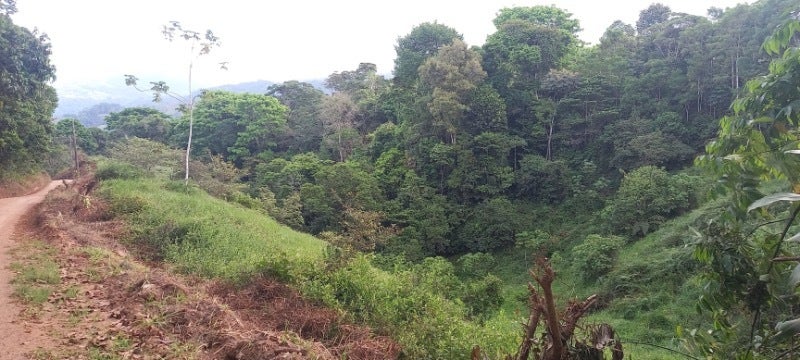 Forested Land in Southern Zone — photo 5 of 19