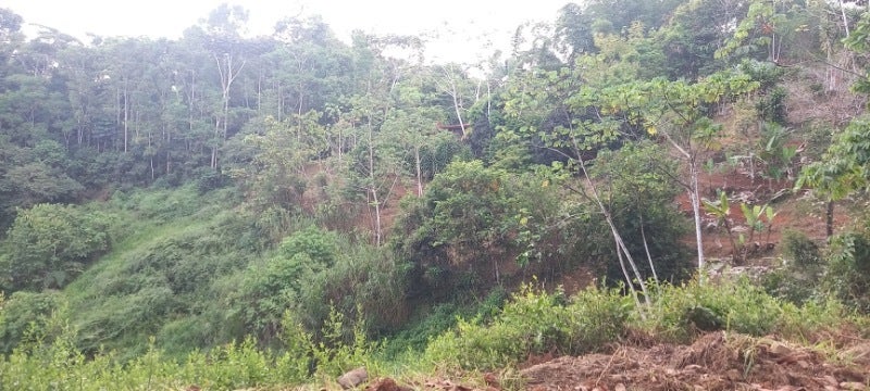 Forested Land in Southern Zone — photo 6 of 19