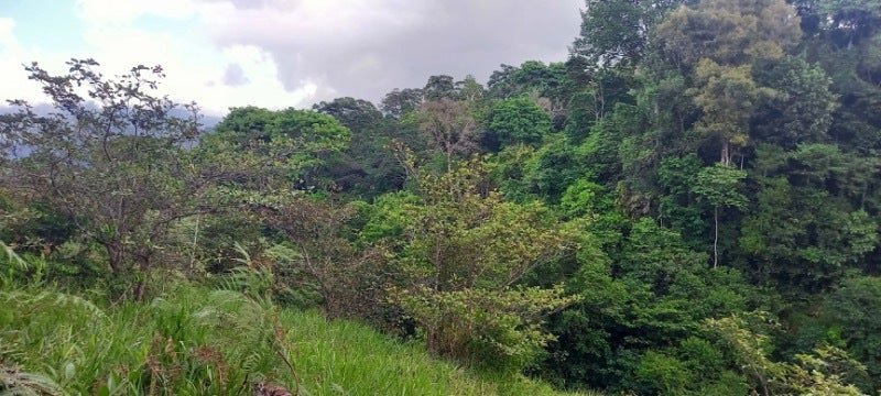 Forested Land in Southern Zone — photo 7 of 19