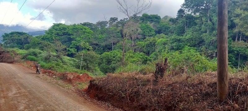 Forested Land in Southern Zone — photo 8 of 19