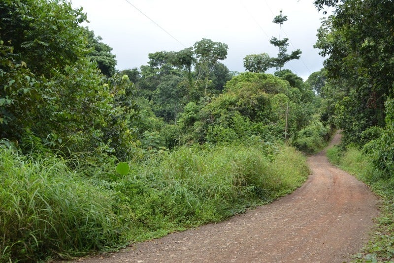 Forested Land in Southern Zone — photo 11 of 19