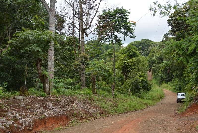 Forested Land in Southern Zone — photo 14 of 19