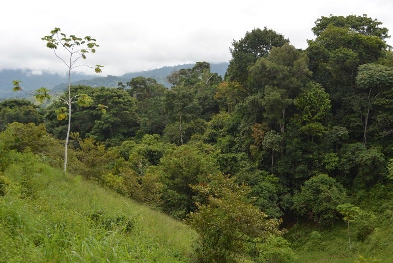 Forested Land in Southern Zone — photo 19 of 19