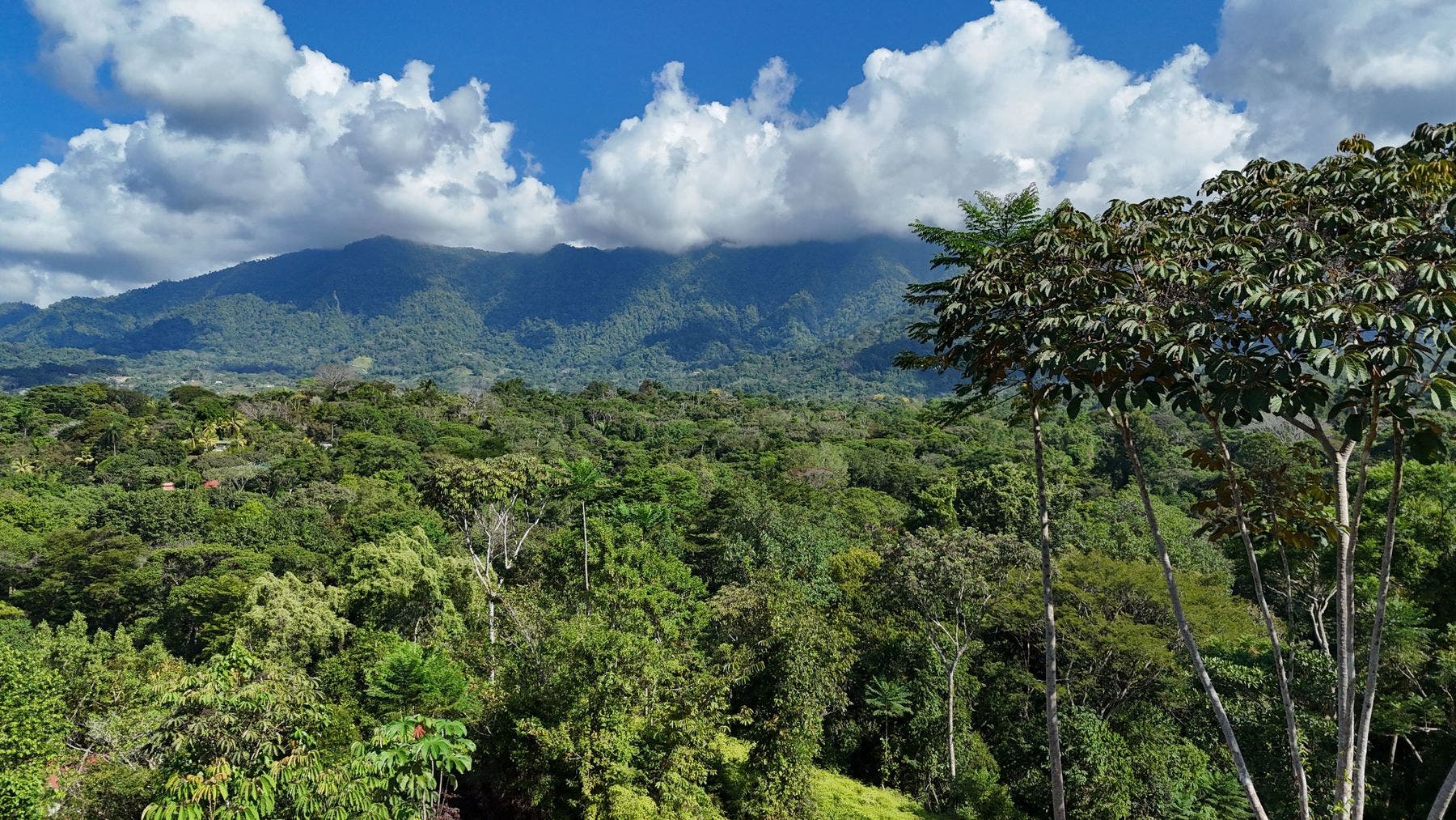 Ridgetop Jungle Property in Finca Maranon — photo 9 of 13