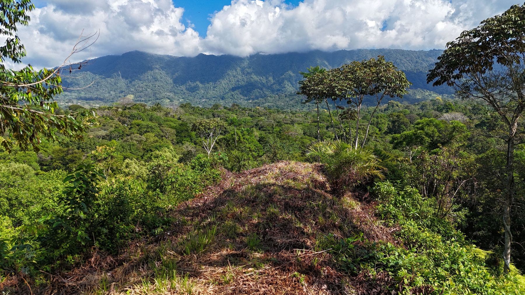 Ridgetop Jungle Property in Finca Maranon — photo 10 of 13