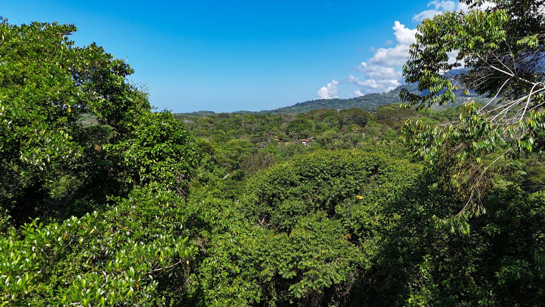 Ridgetop Jungle Property in Finca Maranon — photo 11 of 13