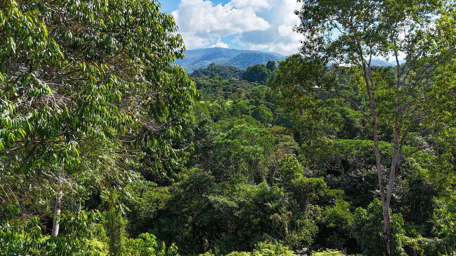 Ridgetop Jungle Property in Finca Maranon — photo 12 of 13