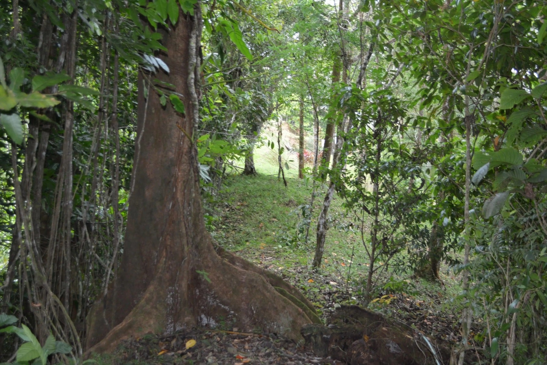 Five Lots in Lagunas of the Southern Zone — photo 4 of 11