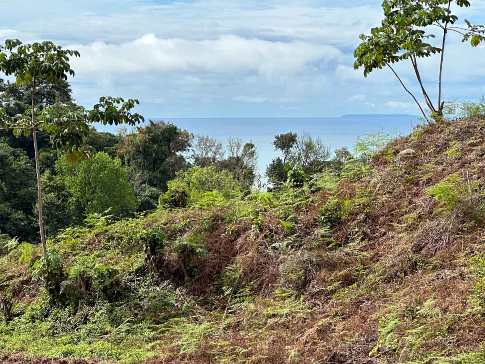 Jungle and River Lot — photo 10 of 13