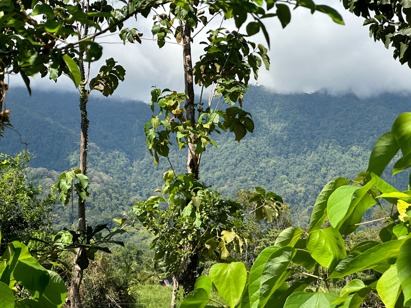 Heart of Ojochal Mountain View Lot — photo 11 of 12