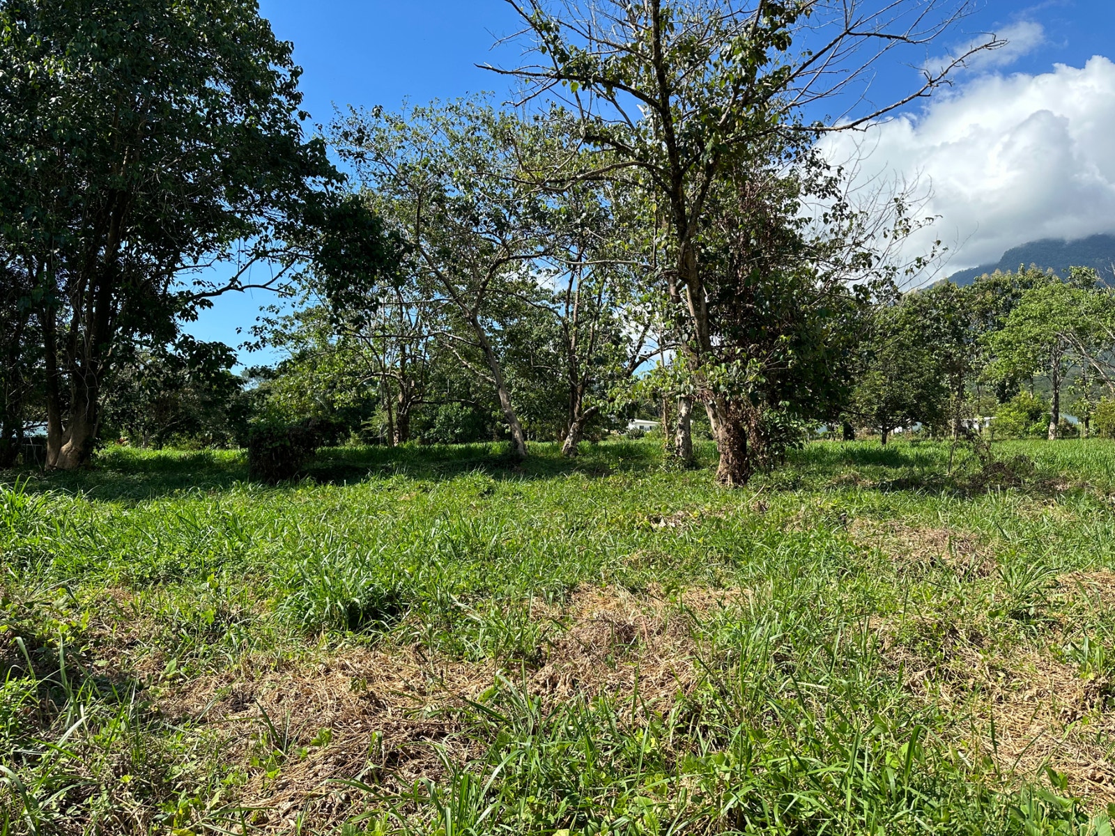 Heart of Ojochal Mountain View Lot — photo 6 of 12