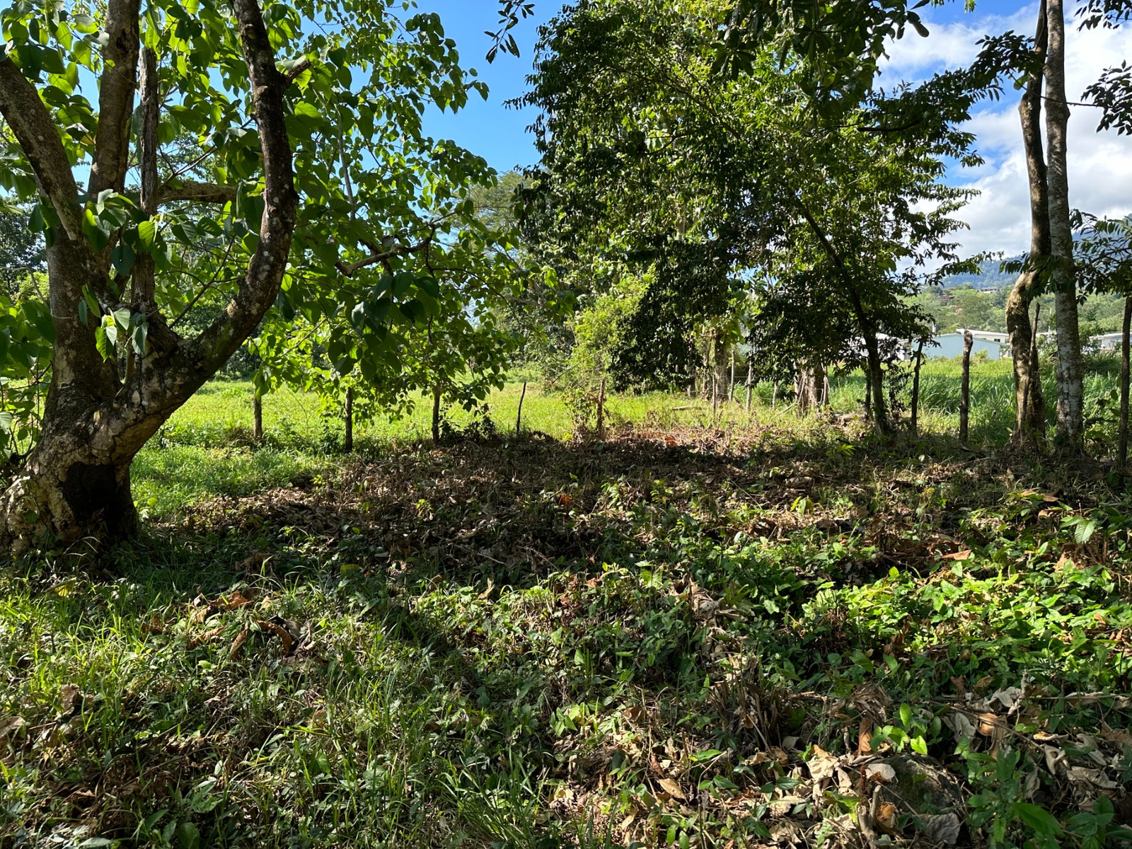 Heart of Ojochal Mountain View Lot — photo 8 of 12