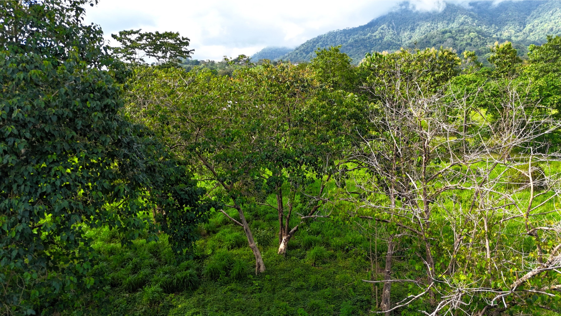 Heart of Ojochal Mountain View Lot — photo 10 of 12