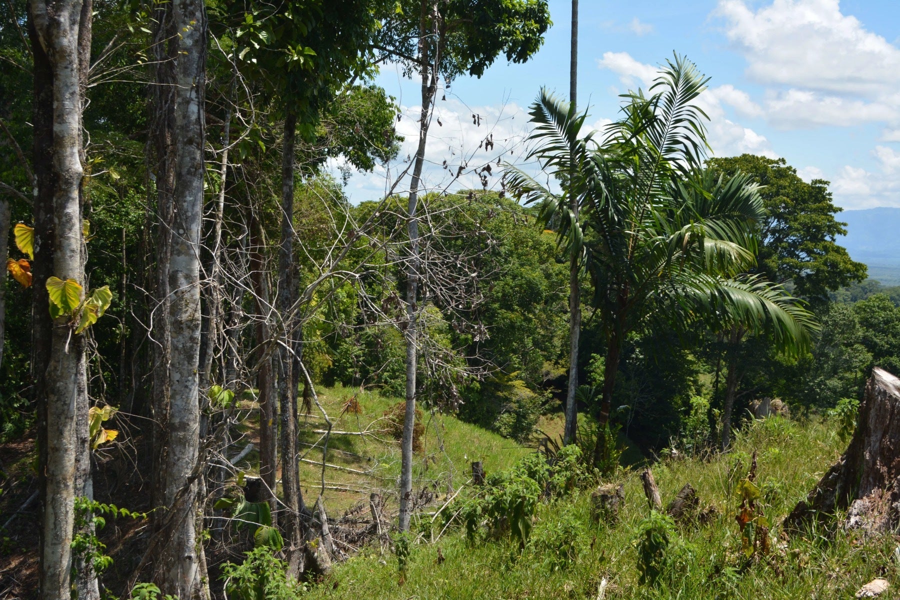 Osa Peninsula Los Mogos Property — photo 6 of 15