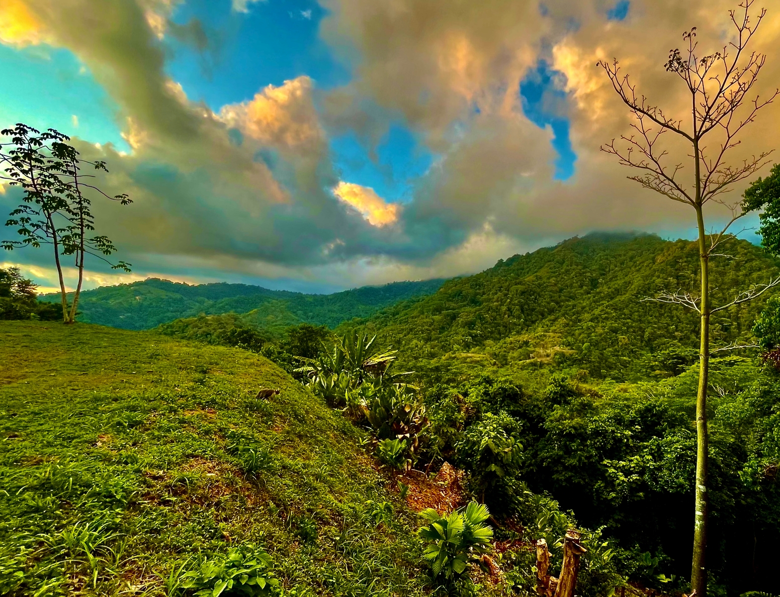 Tres Rios Wildlife Land, Tres Rios, Ojochal, Puerto Cortes, Osa ...