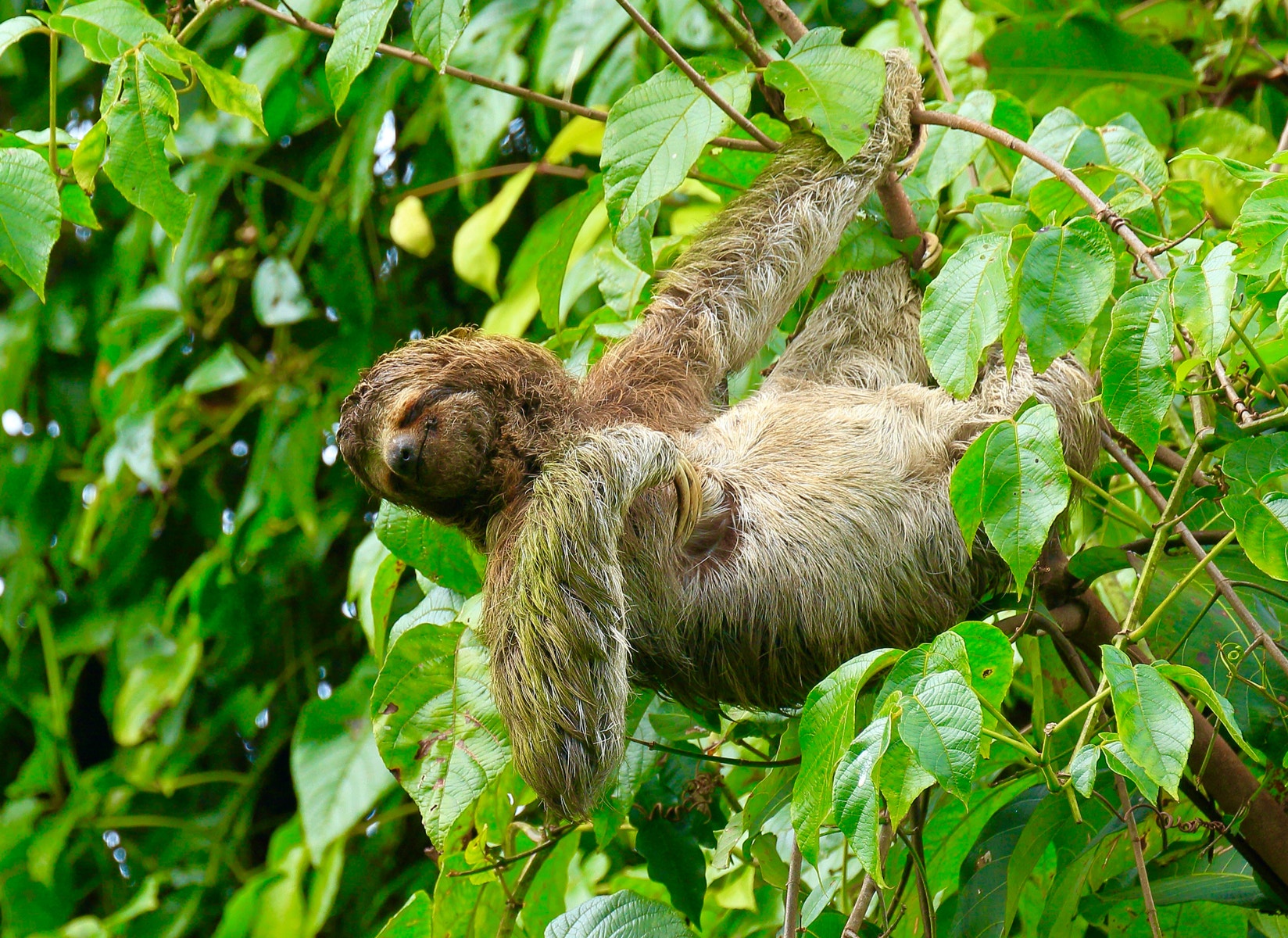 Tres Rios Wildlife Land, Tres Rios, Ojochal, Puerto Cortes, Osa ...