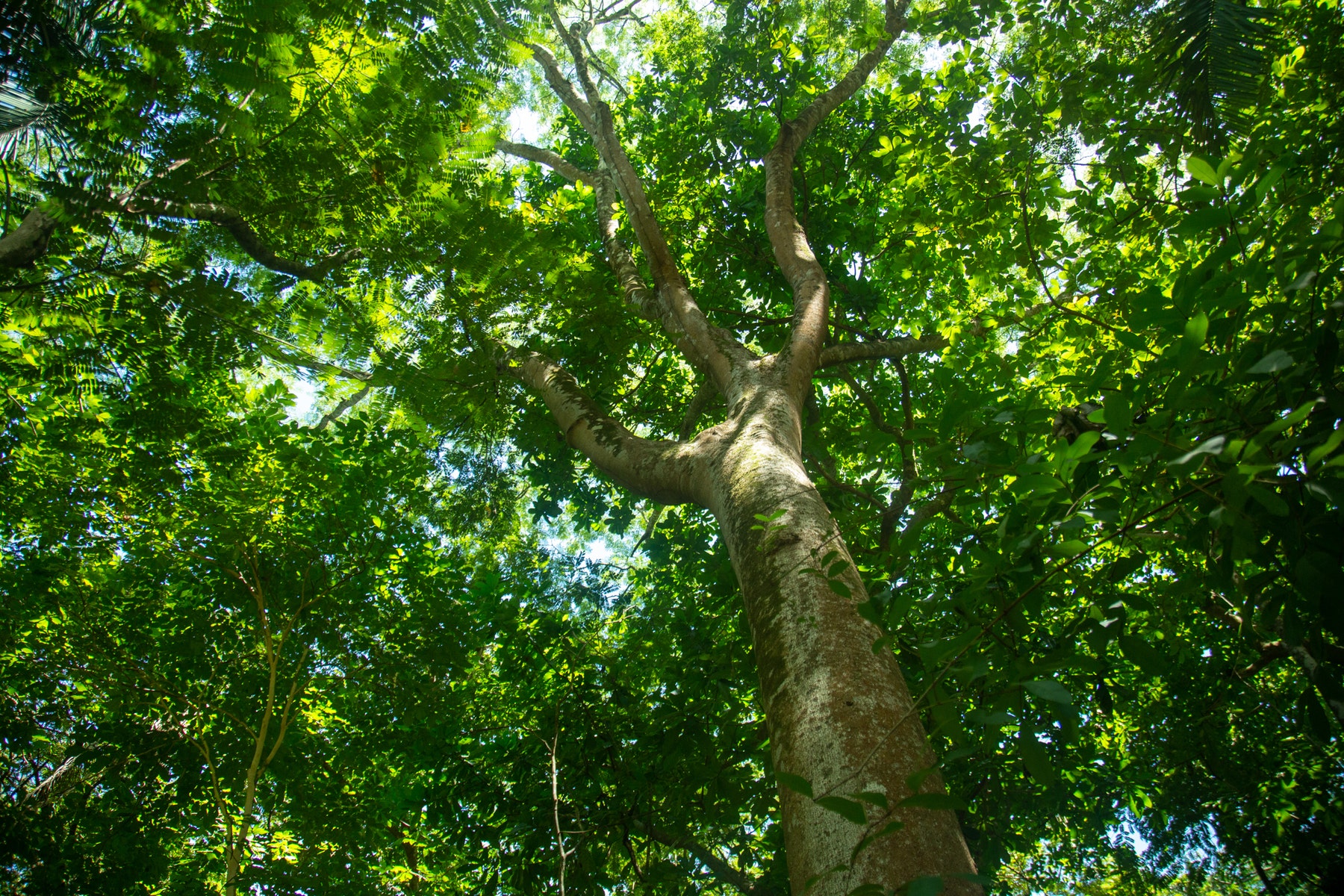 Beautiful Lote in Finca Montaña Nosara — photo 4 of 6