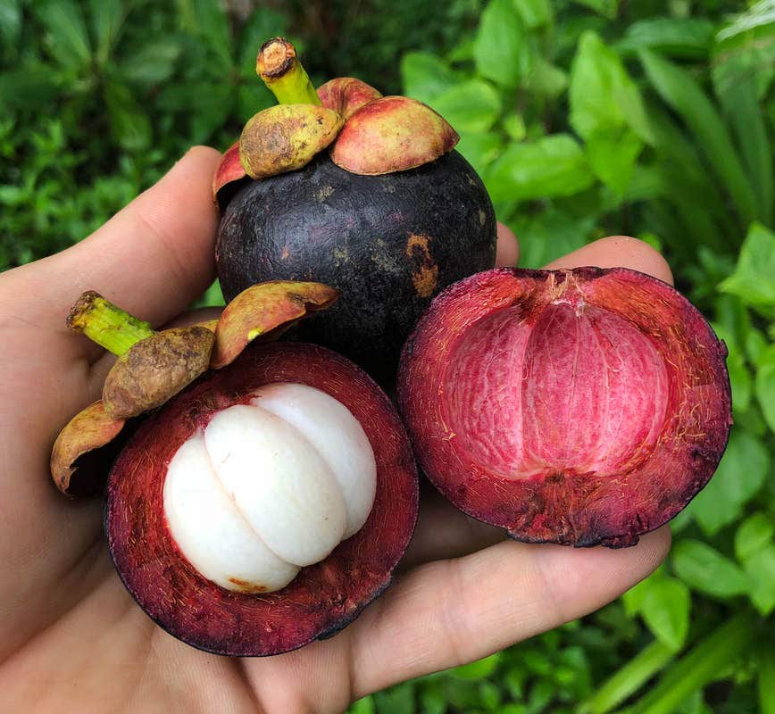 Mountain View Fruit Farm, Perez Zeledon, Perez Zeledon, San Jose, Costa Rica 11901