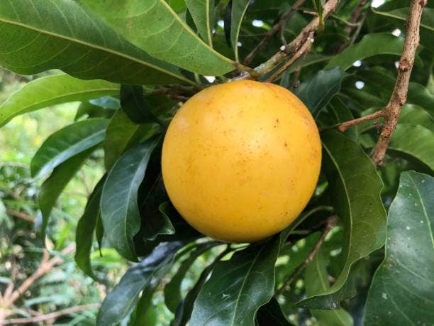 Mountain View Fruit Farm — photo 2 of 16