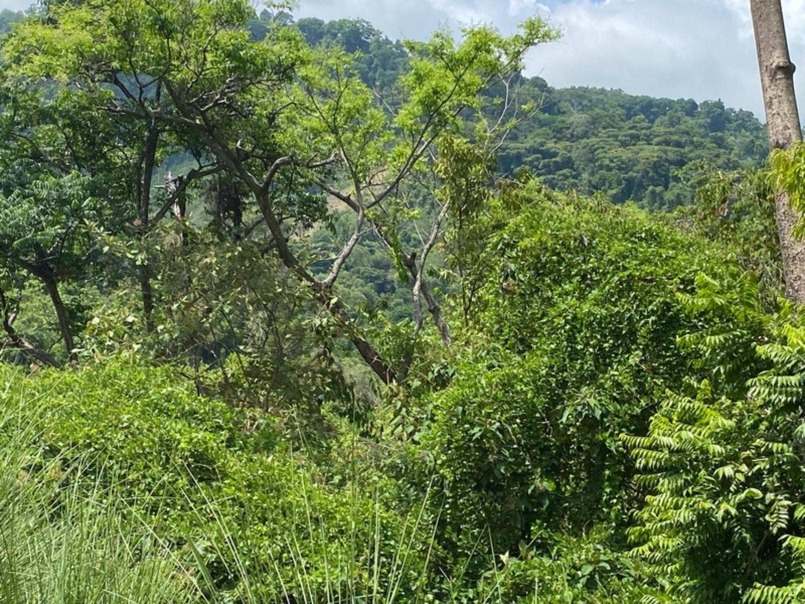 Hills of Potalon Ocean View Parcel — foto 2 de 14