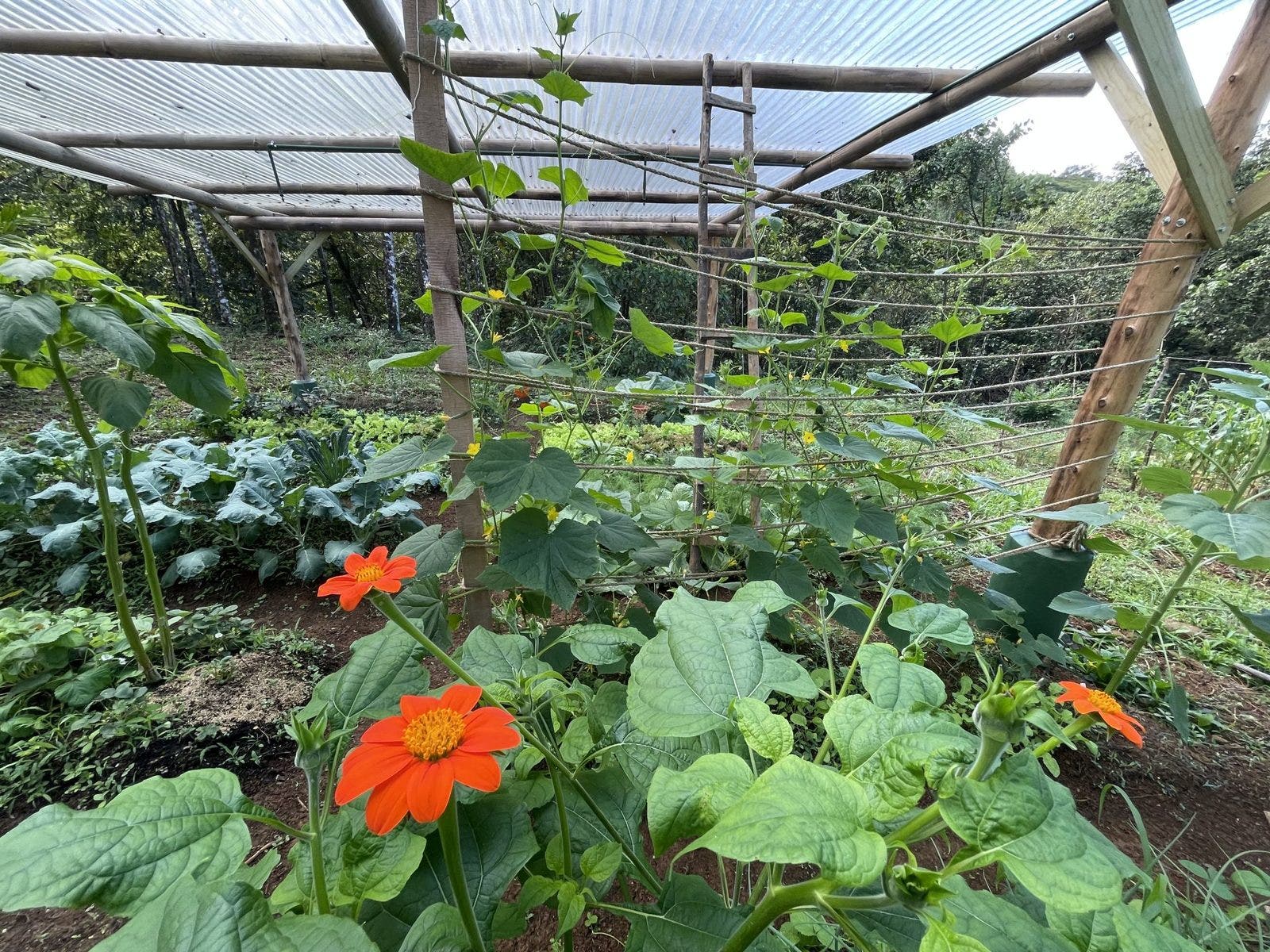 Permaculture Farm — photo 7 of 19