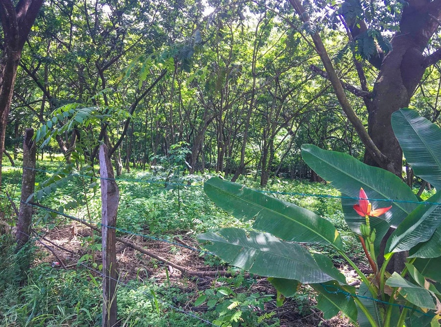 Property photo for Commercial Santa Teresa Lot, Santa Teresa, Cobano, Puntarenas, Puntarenas, Costa Rica