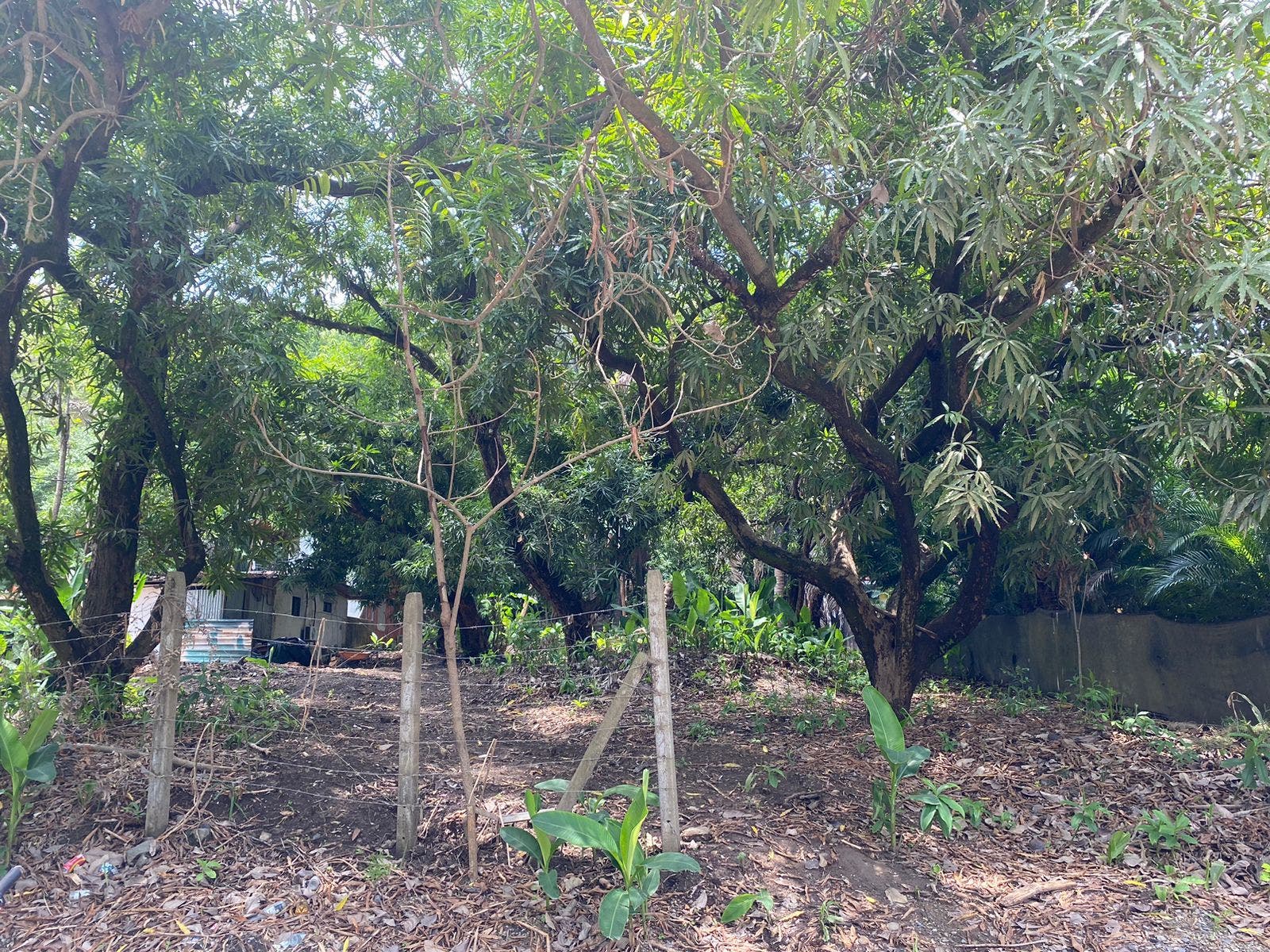 Centrally Located Commercial Lot in Santa Teresa — photo 8 of 13