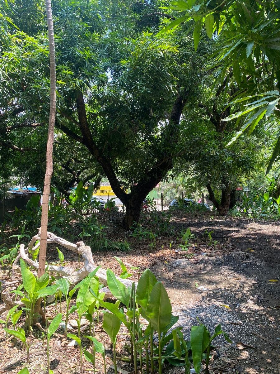 Centrally Located Commercial Lot in Santa Teresa — photo 11 of 13