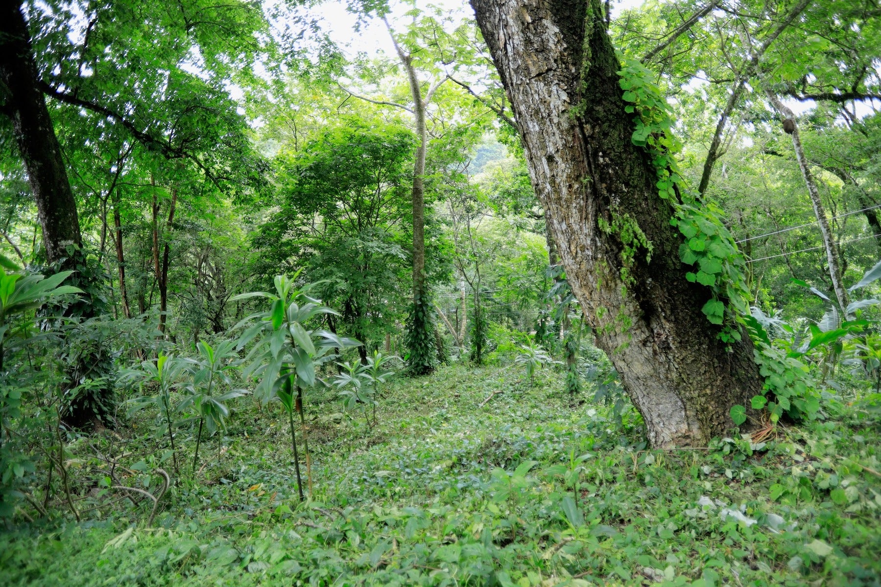 Jungle and River Hideaway with Three Units Santa Teresa — photo 2 of 19
