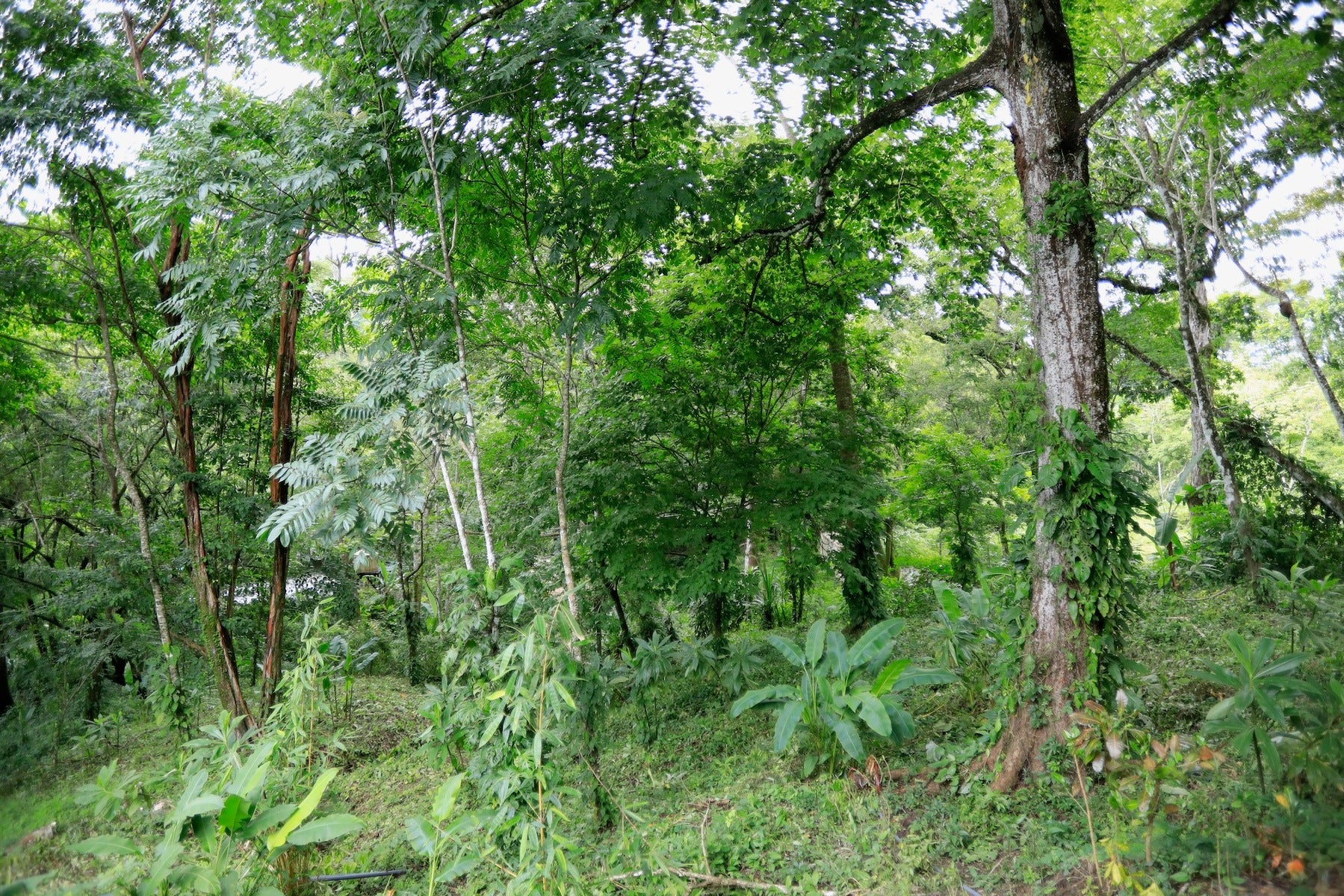 Jungle and River Hideaway with Three Units Santa Teresa — photo 17 of 19