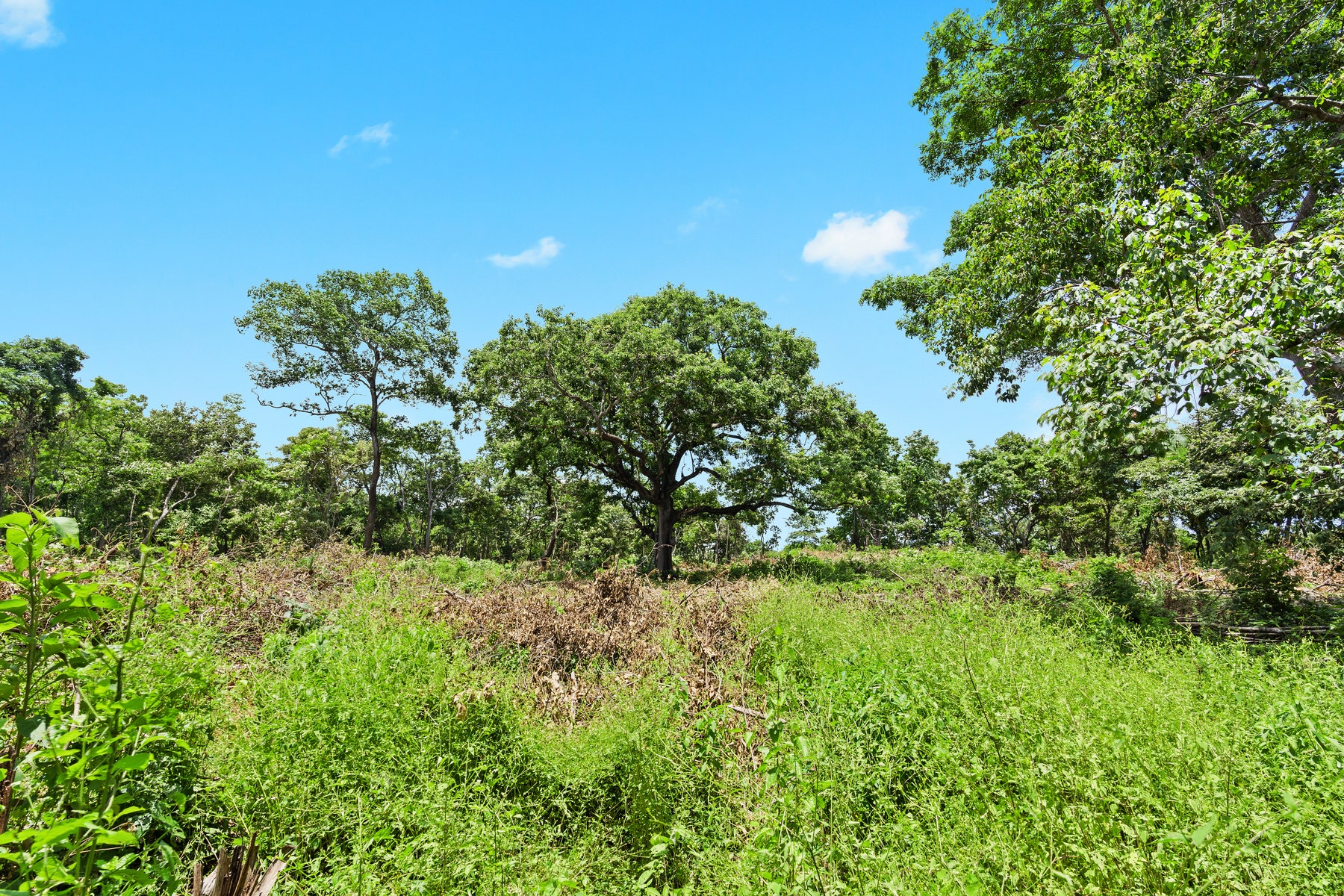 Nature View Lots in Gated Community — photo 11 of 19